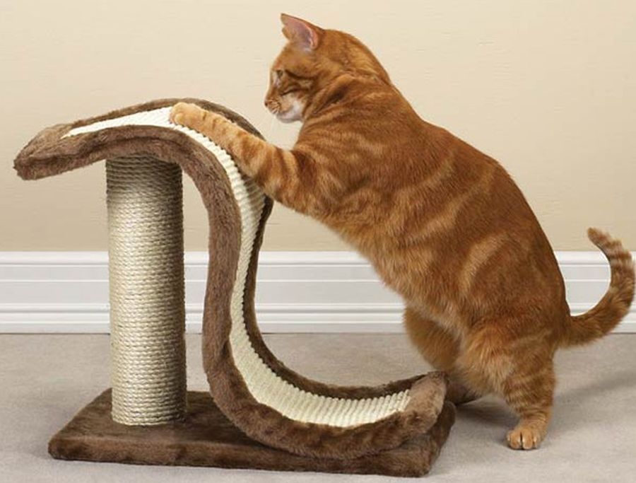 Как отучить кошку драть обои и мебель? | блог ветклиники "беланта"
