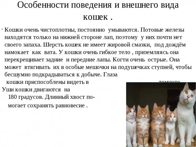 Почему кошка нападает на хозяина - методы борьбы с агрессией - kotiko.ru