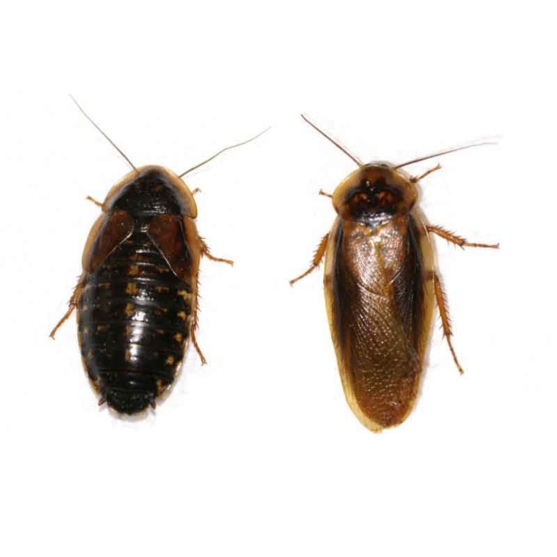 ❶ канализационные тараканы: чёрные в квартире и в доме, откуда лезут, чем травить, как бороться и избавиться от них в домашних условиях