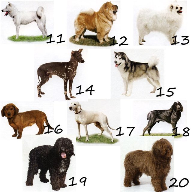 Как определять породу собаки, породистый, дворняжка или помесь ваш пес