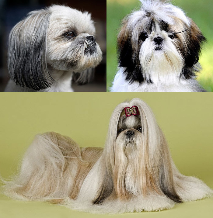 Порода собак ши-тцу: описание и характеристика