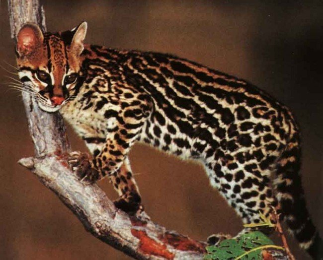 Ржавая кошка: описание внешности и характера, образ жизни и ареал обитания, размножение и численность вида
