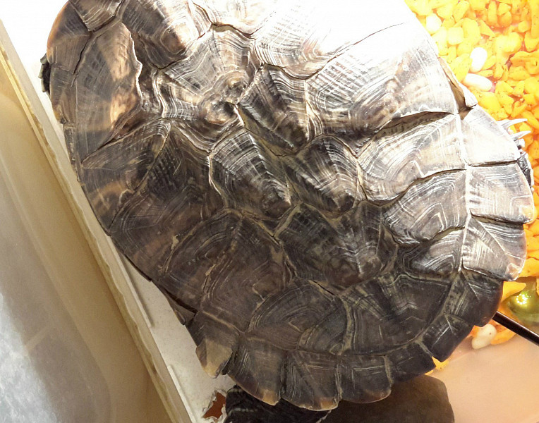 ᐉ почему панцирь красноухой черепахи потемнел или позеленел - zoopalitra-spb.ru