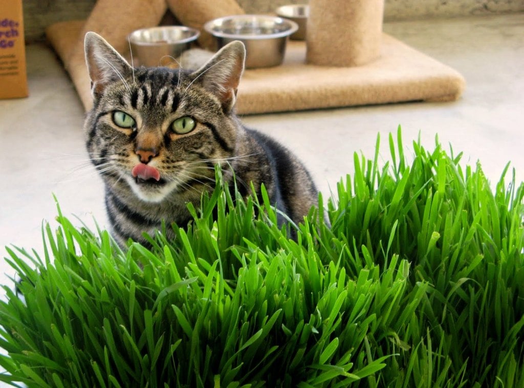 Какую траву и зачем едят кошки: как называется и почему они это делают