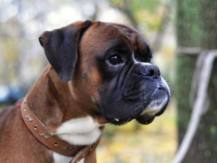 Обзор красивых пород собак с большими длиннющими ушами и грустными глазами