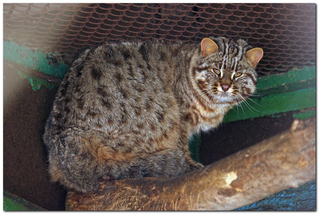 Амурский лесной кот – тихий охотник сибирских лесов, японских гот и китайских степей
