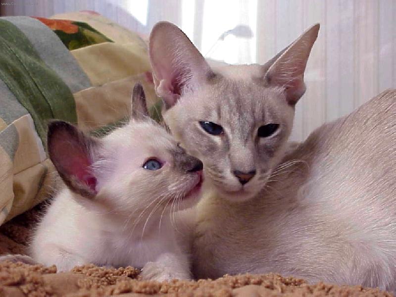 Балинезийская кошка — описание пород котов