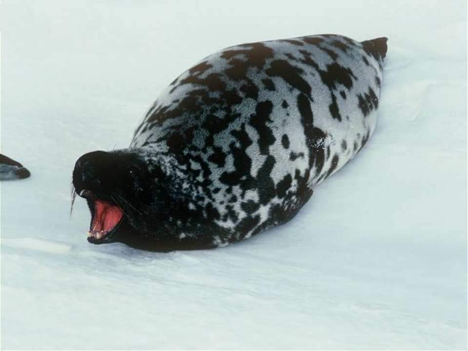 Виды тюленей. сколько видов тюленей существует