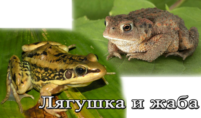 Жаба животное. описание, особенности, виды, образ жизни и среда обитания жабы | живность.ру