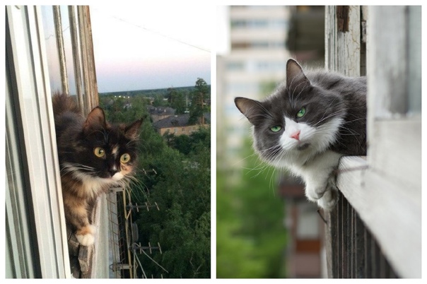 Кошки и окна