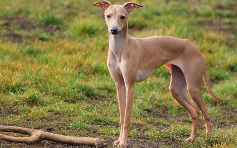 Левретка собака фото и описание породы, цена щенка, отзывы
