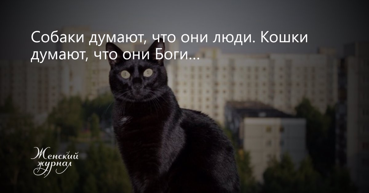 Любят ли кошки своих хозяев - признаки любви - kotiko.ru