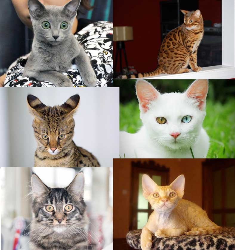 Порода кошек серенгети: описание характера, стандарты, окрысы,.