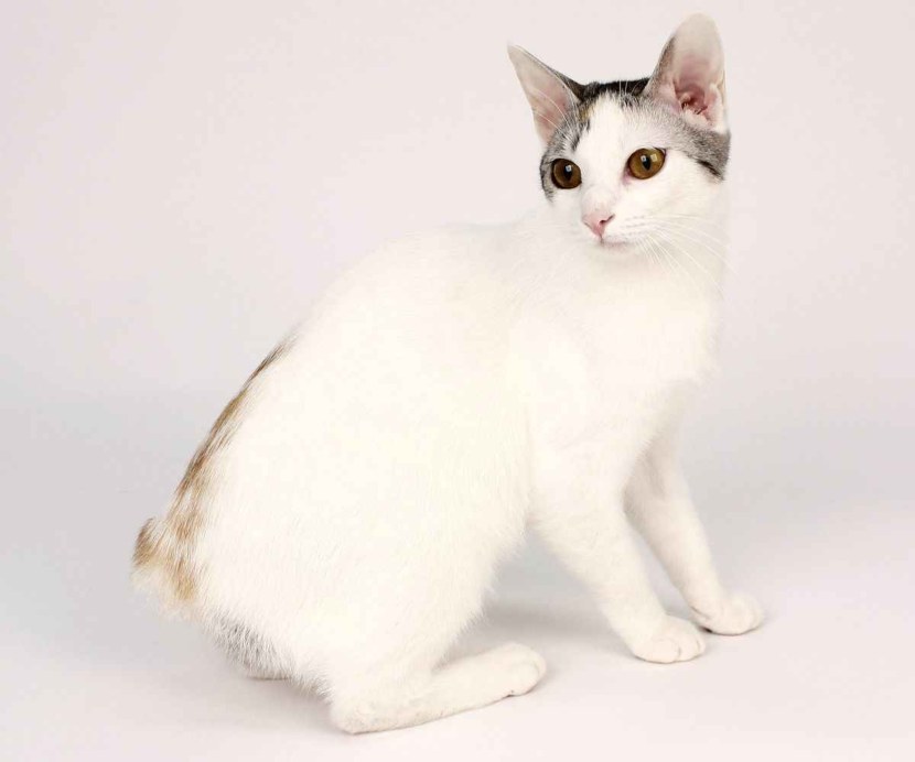 Кошка японский бобтейл (33 фото): описание котов породы японский бобтейл, особенности характера и содержания