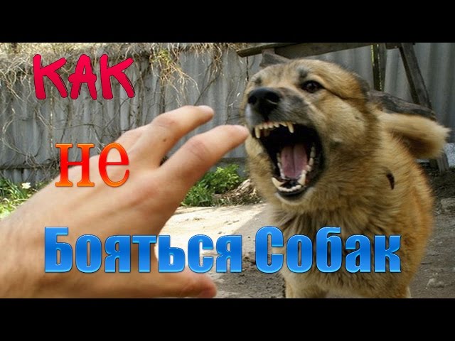 Как перестать бояться собак и избавиться от фобии навсегда