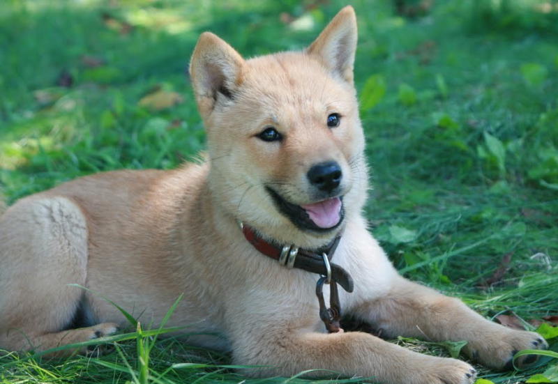 Сикоку — редкая порода собак, выведенная в японии