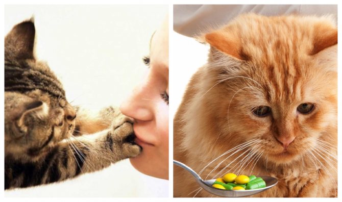 Токсоплазмоз у кошек: симптомы и лечение