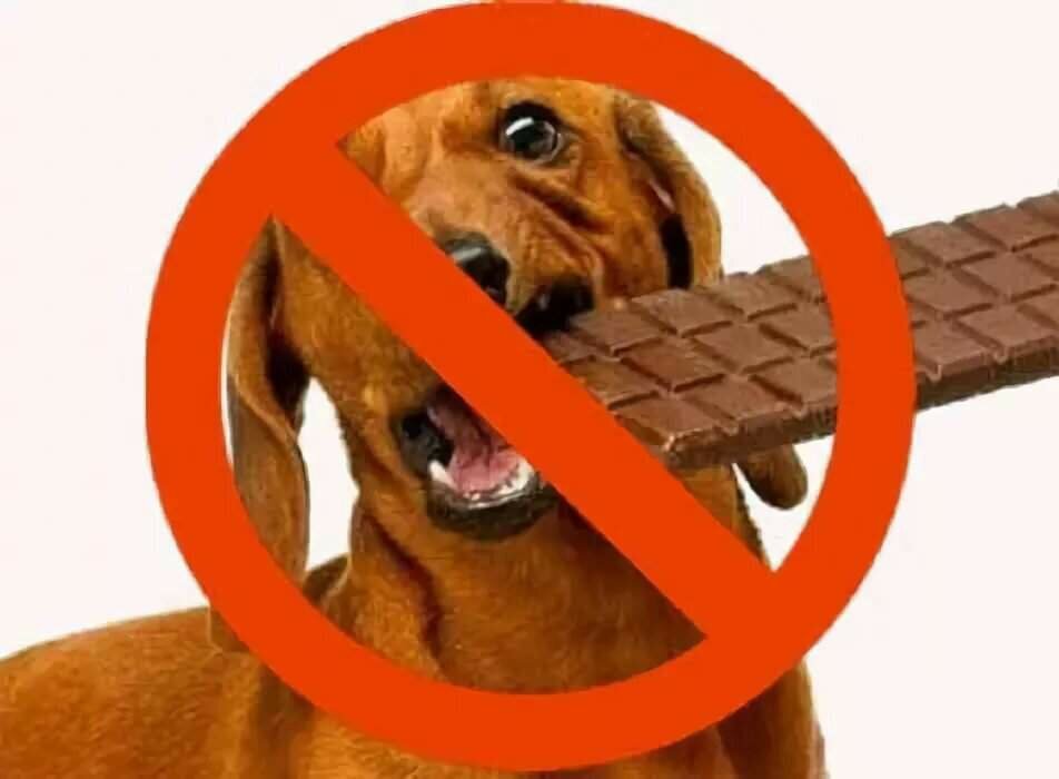 Шоколад смертелен для собак ⋆ онлайн-журнал для женщин
