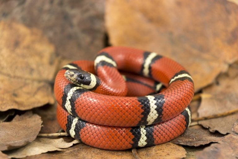 Домашние змеи: виды и цены, чем кормить, фото, видео