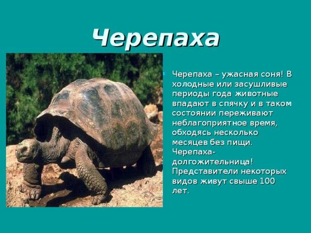 Черепаха презентация для детей