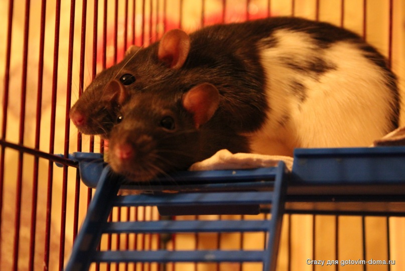 Содержание крысы в домашних условиях: все об уходе за декоративными грызунами