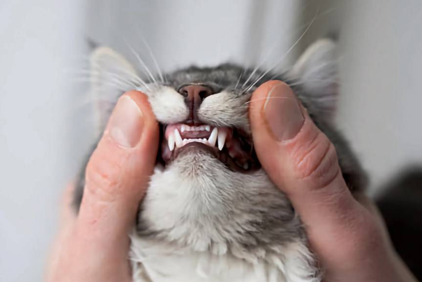 Как определить возраст кошки по глазам, по зубам, весу, шерсти, по человеческим меркам