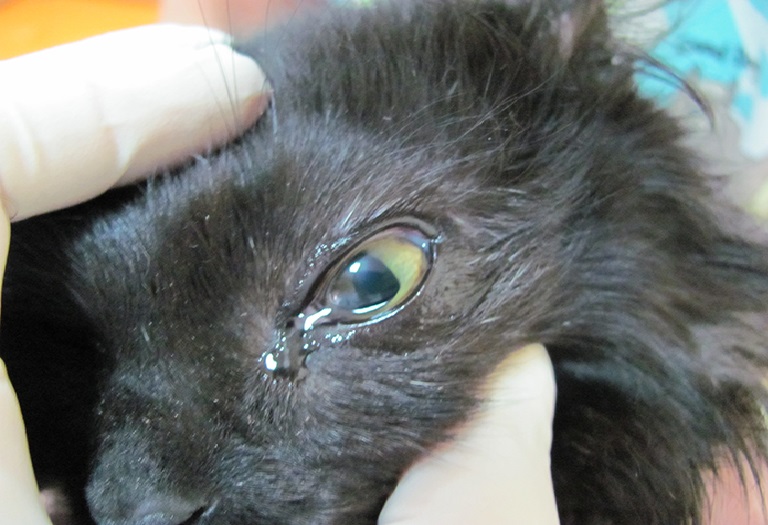 Атрезия ануса у котенка