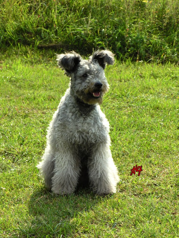 Муди (венгерская порода собак) — фото овчарки, описание и характеристика, особенности содержания