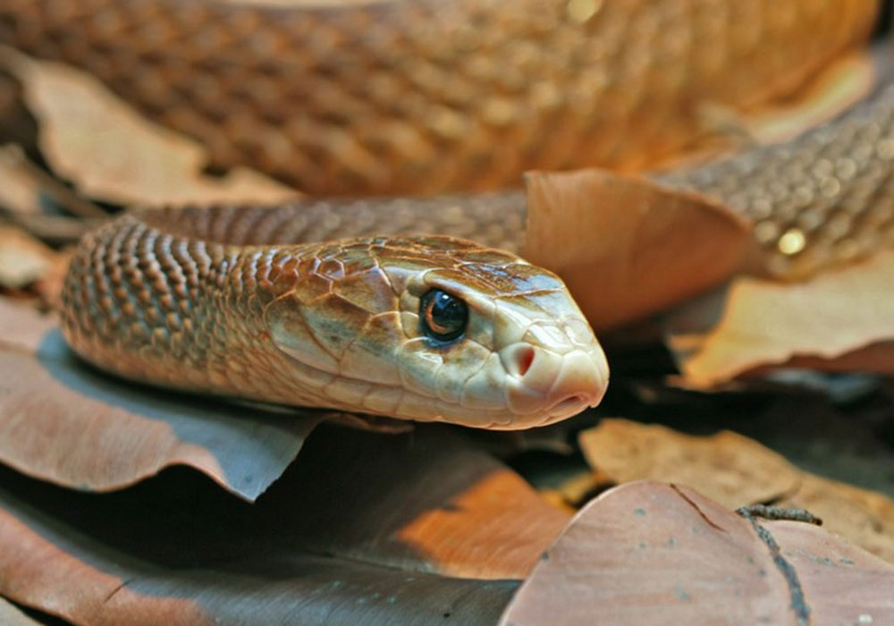 Эфа змея. описание, особенности, виды, образ жизни и среда обитания эфы | животный мир