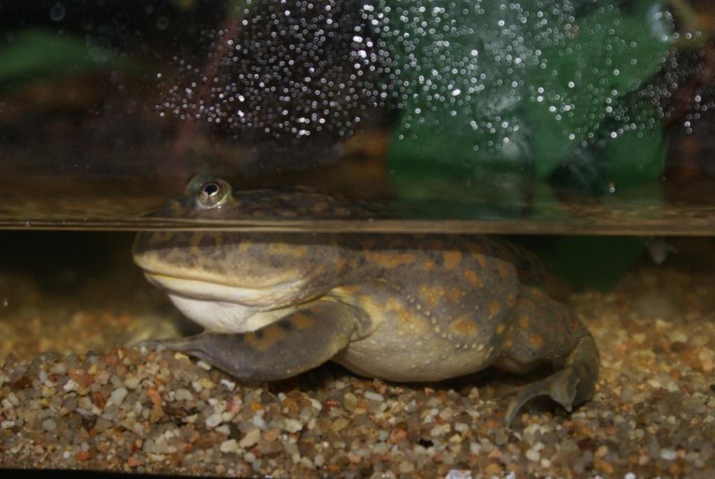 Лягушка баджита обыкновенная или злая щитоспинка (лат. lepidobatrachus laevis) (англ. budgett’s frog)