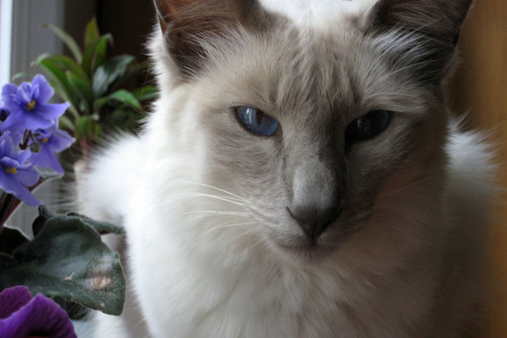 Балинезийская кошка: особенности породы, уход, содержание, цена