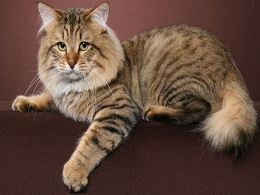 Тайский бобтейл: описание, цена котенка, фото кошки, уход и здоровье, особенности содержания