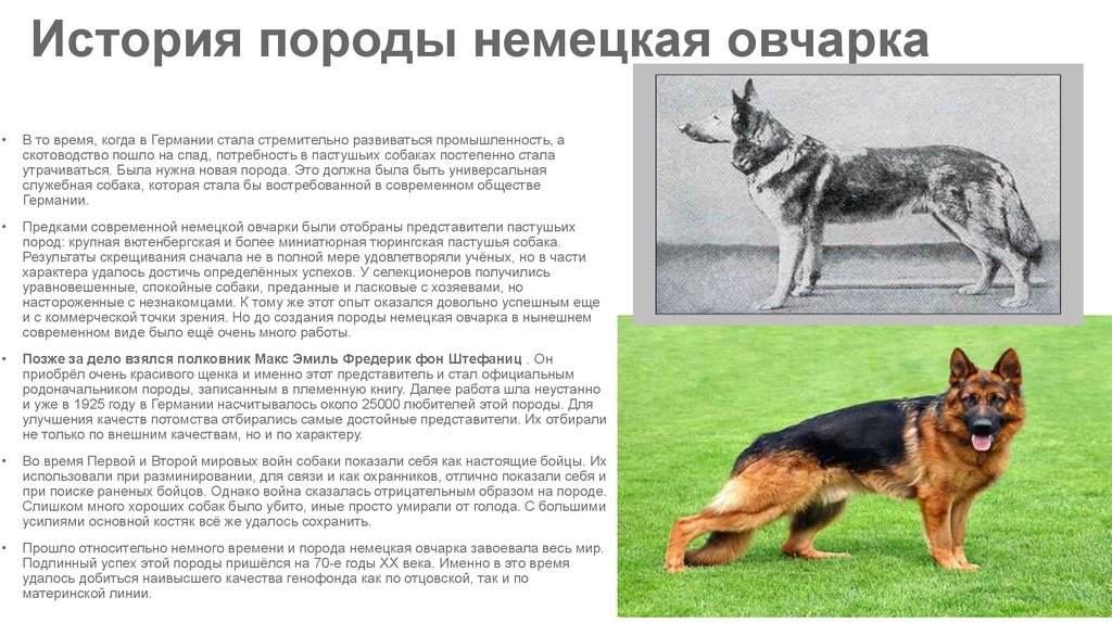 Порода собак мануал фото и описание
