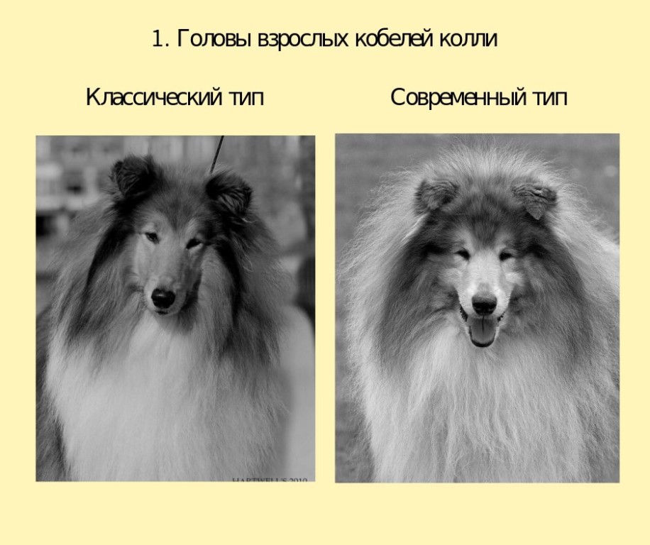 Шелти (собака): характеристика породы овчарок