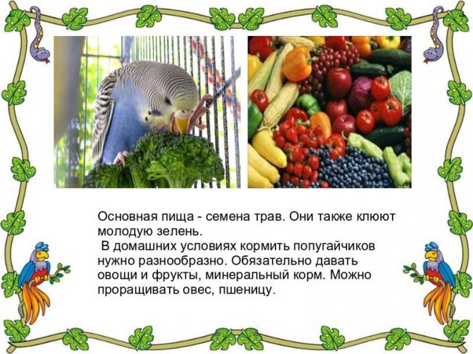 Овощи и фрукты для волнистого попугая: что можно? 