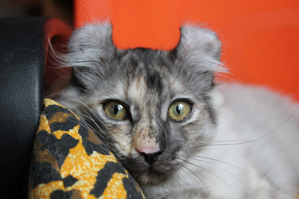 Кельтская кошка: фото, особенности и описание породы, содержание, уход, болезни