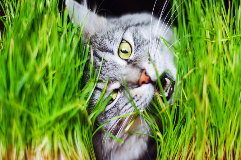 Почему кошки едят траву: топ-7 причин поедания кошкой травы