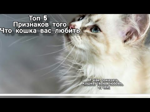 5 причин, почему кошка кусает за руки - что делать