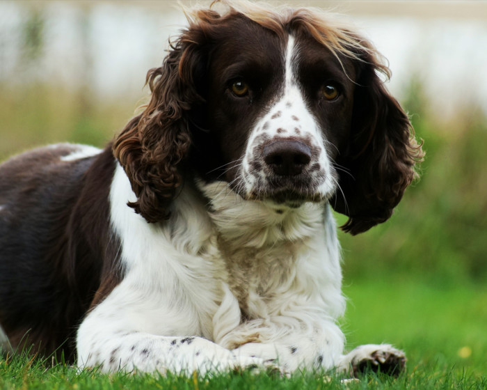 Английский спрингре-спаниель - порода собак - информация и особенностях | хиллс