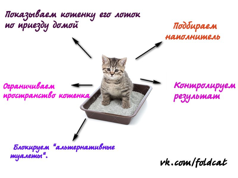 Кого лучше завести дома – кота или кошку? | блог ветклиники "беланта"