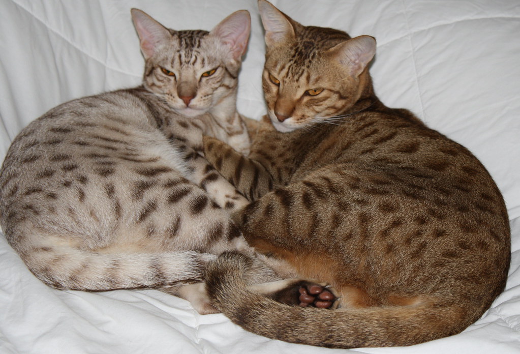 Пятнистые кошки: домашние мини-леопарды