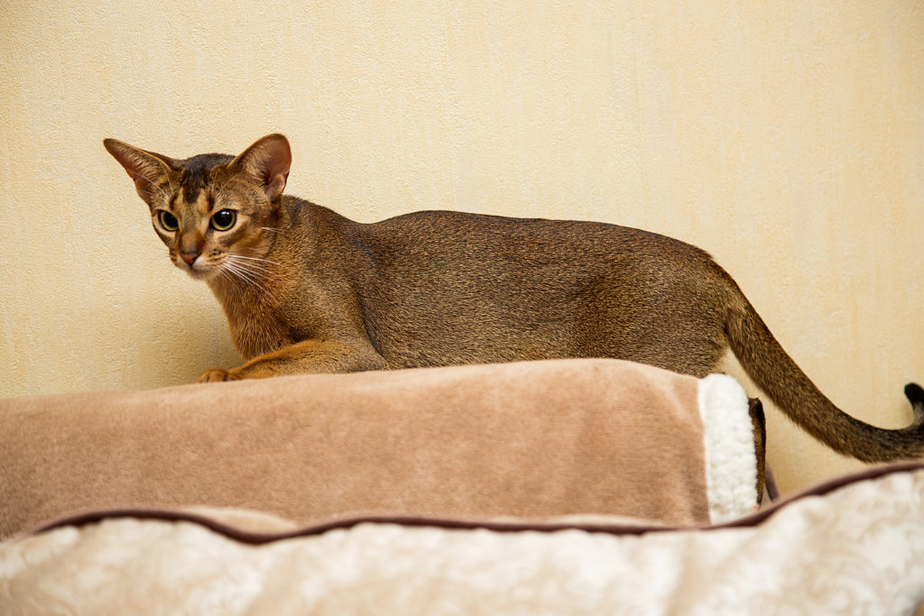 Абиссинская кошка фото, цена котят и питомники, характер, отзывы