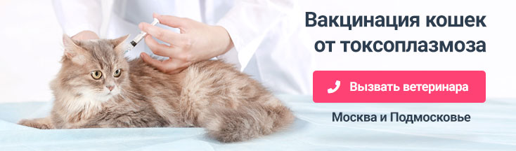 Вакцинация домашних животных — ветклиника «ветдоктор»
