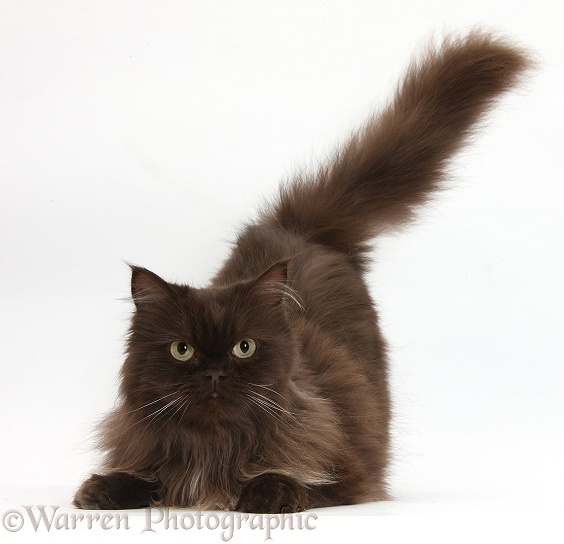 Йоркская шоколадная кошка: описание, характер, фото, цена, содержание