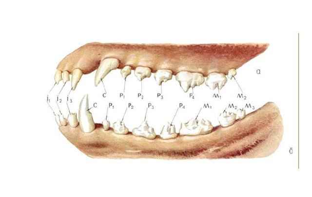Сколько зубов у собаки - у взрослой, когда меняются молочные зубы | petguru