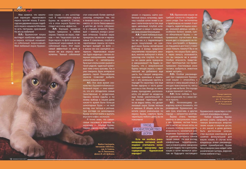 Описание породы и характера бомбейской кошки с фото, особенности содержания бомбея