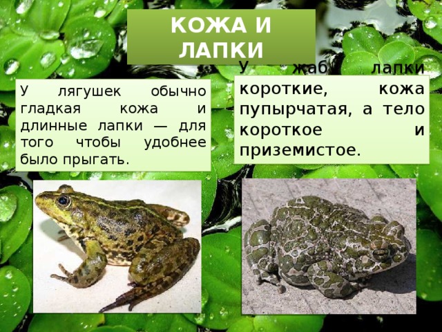 Чем отличается жаба от лягушки — основные отличия | в чем разница