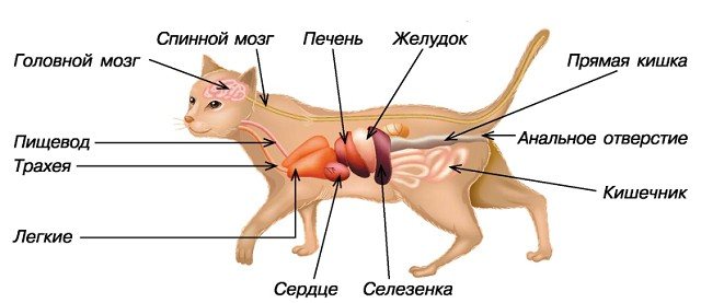 Схема жкт кошки