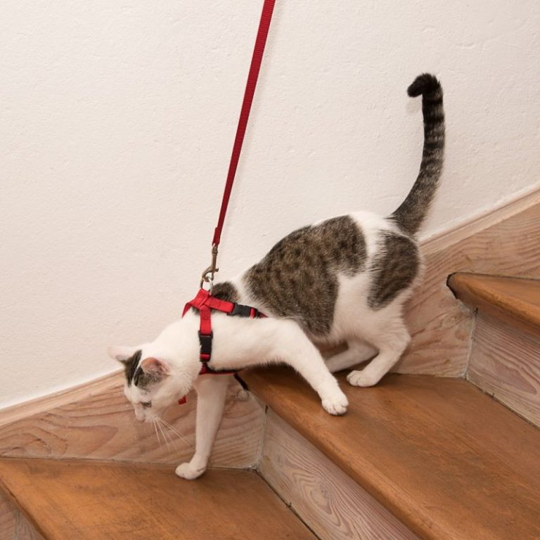 Как правильно одеть поводок на кошку пошаговое фото