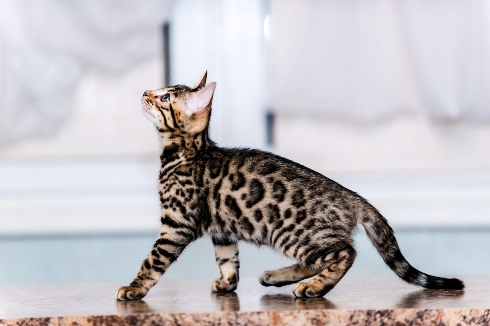 Серый полосатый кот - описание и фото породы